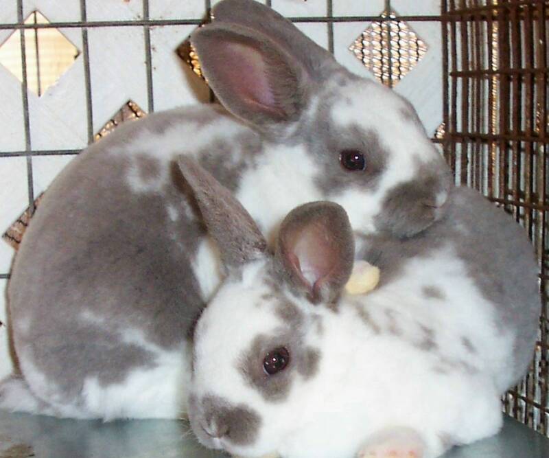 californian rabbits. Gallery | californian rabbit